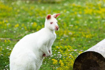 Albino Wallaby Standing by Log in Grass