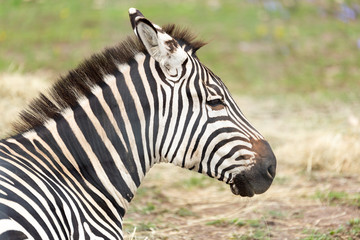 Fototapeta na wymiar Zebra Close Up from the Side