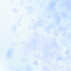 Light blue flower petals falling down. Amusing rom