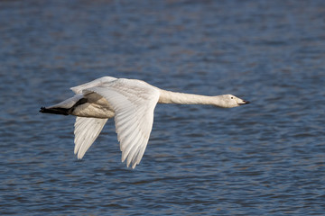 Fototapeta premium Whooper Swan Flying