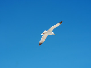 Seagull in flight on blue sky background