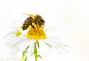 Bee Collecting Nectar on a Aster Flower