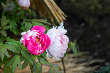 上野公園の牡丹　東京都台東区　日本