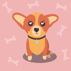 Corgi puppy in a collar on pink background