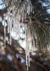 Icicles on Branch - 319273776