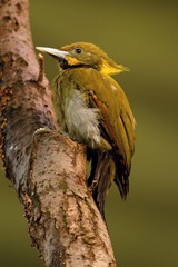 bird on a branch