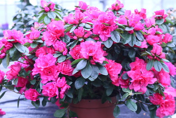 Fleurs d'azalée rose en pot