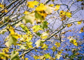 Green and Golden Leaves Against a Blue Sky