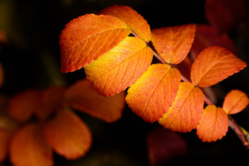 autumn rosehip leaves on a dark background. Close-up.