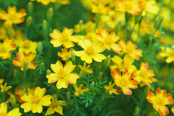 Yellow small flowers, top view. Summer background, with flowers and greenery.