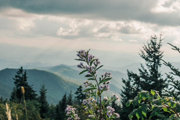 Obraz na płótnie Canvas Lavendar Wildflower Against Mountain Backdrop