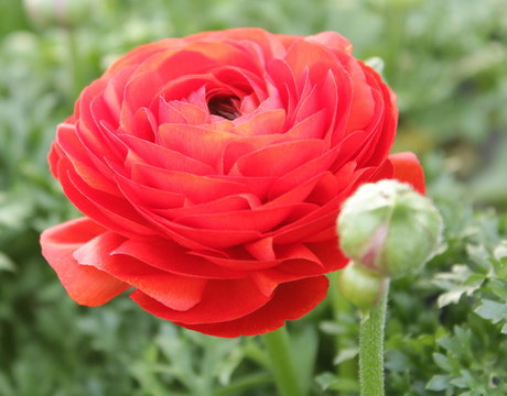 Fleur de renoncule rouge en gros-plan