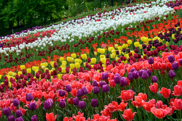 flowerbed of tulips