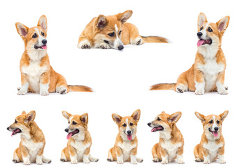 funny red welsh corgi puppy sitting and looking up on a white background