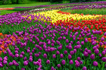 flowerbed of tulips