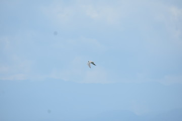 A Bird Flying Against Blue Sky