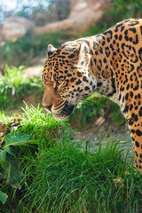 Fototapeta na wymiar Jaguar big beautiful dangerous animal.