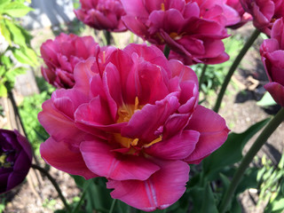 Obraz premium Flower of pink terry tulip in the garden