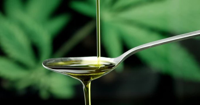 CBD Hemp oil, Hand pouring Cannabis oil on spoon against Marijuana plant. Alternative Medicine. 4k slow motion