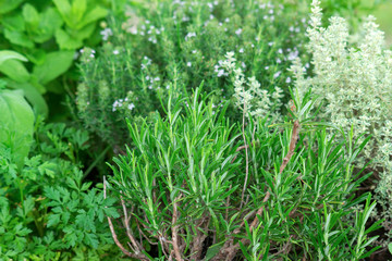 herbs in a garden