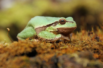 European tree frog (Hyla arborea) climbing the tree in natural habitat, small green tree frog close up photo in real natural habitat, forest organism