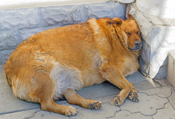 fat red dog sleeping on the street