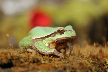 European tree frog (Hyla arborea) climbing the tree in natural habitat, small green tree frog close up photo in real natural habitat, forest organism