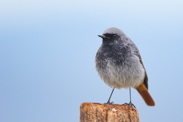 Jan. 29, 2020; Larrabetzu, Bizkaia (Basque Country). Male Black redstart portrait.