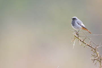 Jan. 29, 2020; Larrabetzu, Bizkaia (Basque Country). Male Black redstart portrait.