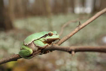 European tree frog (Hyla arborea) climbing the tree in natural habitat, small green tree frog close up photo in real natural habitat, forest organism