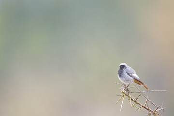 Jan. 29, 2020; Larrabetzu, Bizkaia (Basque Country). Male Black redstart portrait.