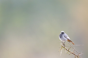 Jan. 29, 2020; Larrabetzu, Bizkaia (Basque Country). Male Black redstart portrait.