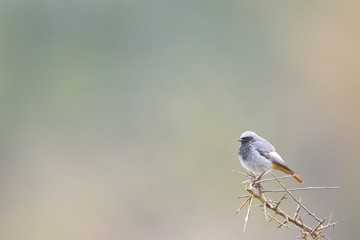 Fototapeta premium Jan. 29, 2020; Larrabetzu, Bizkaia (Basque Country). Male Black redstart portrait.