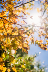 Warm Autumn Sun on Glowing Leaves