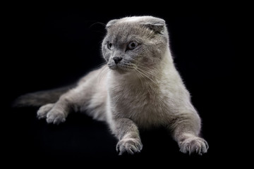 Fototapeta premium Serious British cat. Pskov. Russia.