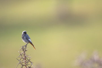 Jan. 29, 2020; Larrabetzu, Bizkaia (Basque Country). Male Black redstart portrait.