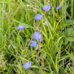 The flowers of chicory in meadow