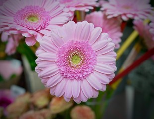 Pink chrysanthemum flower closeup macro shot.