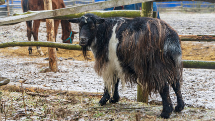 The serious shaggy long-haired goat looks at us on the blurred horse background.. Village life concept.