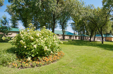 a large bush with white flowers on a green sheared lawn near large green oaks in the park area
