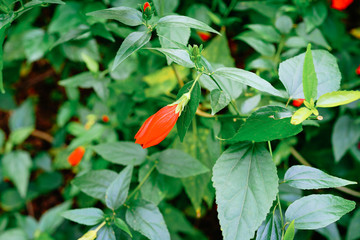 Single orange flower of sleeping hibiscus 