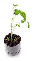 Groundnut sprouting from the ground.