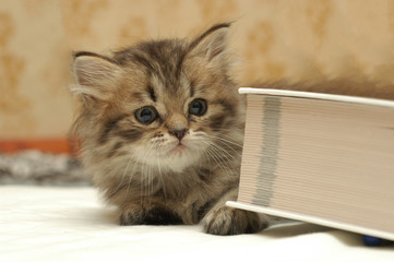 Small fluffy kitten surprised by very thick book