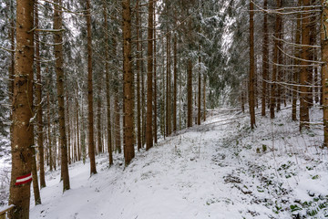 Fototapeta premium verschneiter Wald 