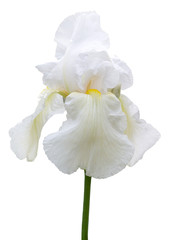 White iris flower on white isolated background_