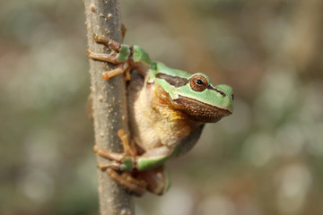 European tree frog (Hyla arborea) climbing the tree in natural habitat, small green tree frog close up photo in real natural habitat, forest organism