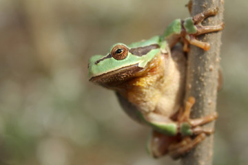 European tree frog (Hyla arborea) climbing the tree in natural habitat, small green tree frog close up photo in real natural habitat, forest organism