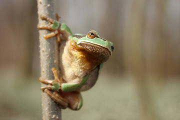 European tree frog (Hyla arborea) climbing the tree in natural habitat, small green tree frog close up photo in real natural habitat, forest organism