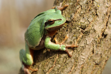 European tree frog (Hyla arborea) climbing the tree in natural habitat, small green tree frog close up photo in real natural habitat, forest organism