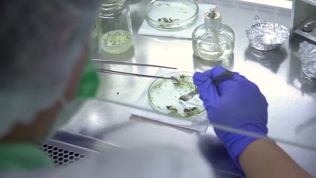 The specialist works with plant samples. Blueberry production.